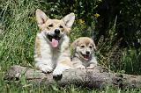 CORGI PEMBROKE 731